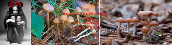 тгк Володарск