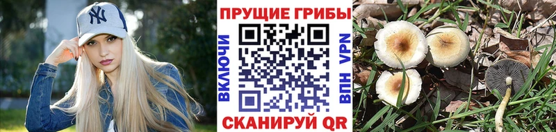 Галлюциногенные грибы прущие грибы  Энгельс 